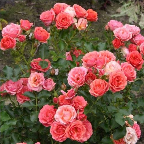 Rosen Shop - zwergrosen - rot - Rosa Mandarin ® - duftlos - W. Kordes & Sons - -